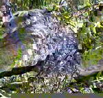 Koala Conservation Centre - Holiday Great Ocean Road