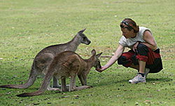 Great Oak Holdings Pty Ltd - Holiday Great Ocean Road 2