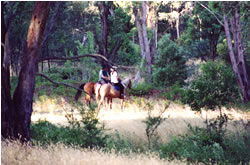 High Country Horses - Holiday Great Ocean Road 1