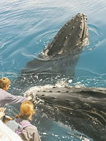 Storeyline Tours - Holiday Great Ocean Road 1