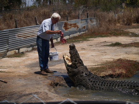 Koorana Saltwater Crocodile Farm - Holiday Great Ocean Road 1