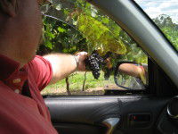 Mount Tamborine Winery & Homestead - Holiday Great Ocean Road 1