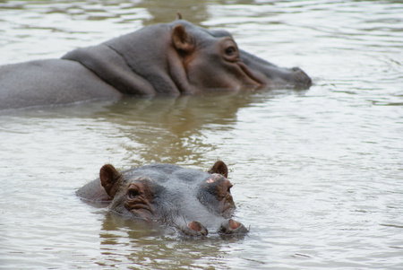Cairns Wildlife Safari Reserve - Holiday Great Ocean Road 2