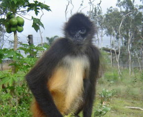 Cairns Wildlife Safari Reserve - Holiday Great Ocean Road 3
