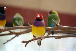 Kyabram Fauna Park - Holiday Great Ocean Road 1