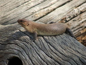 Kyabram Fauna Park - Holiday Great Ocean Road 2