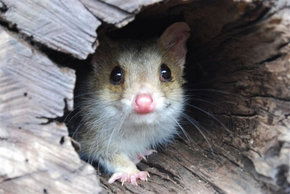 Kyabram Fauna Park - Holiday Great Ocean Road 3