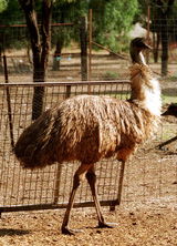 Waterways Wildlife Park - Holiday Great Ocean Road 2