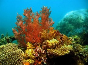 Three Islands Whale Shark Dive - Holiday Great Ocean Road 0