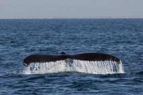 Three Islands Whale Shark Dive - Holiday Great Ocean Road 1