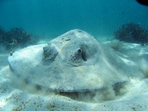 Three Islands Whale Shark Dive - Holiday Great Ocean Road 2