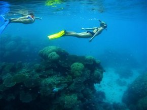 Three Islands Whale Shark Dive - Holiday Great Ocean Road 3