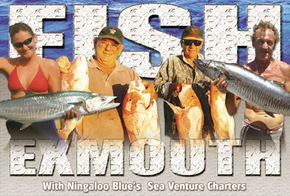 Ningaloo Blue Dive - Holiday Great Ocean Road 2