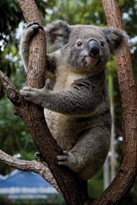Currumbin Wildlife Sanctuary - Holiday Great Ocean Road 1