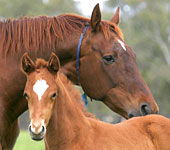 Blue Gum Farm - Holiday Great Ocean Road 0