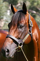 Blue Gum Farm - Holiday Great Ocean Road 2