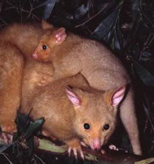 Geckoes Wildlife Presentations - Holiday Great Ocean Road 1