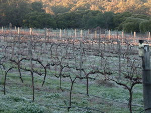 Lion Mill Vineyards - Holiday Great Ocean Road 1
