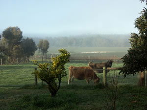 Lion Mill Vineyards - Holiday Great Ocean Road 2