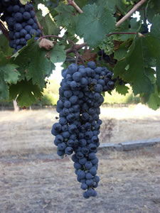 Lion Mill Vineyards - Holiday Great Ocean Road 3