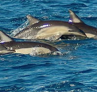 Dolphin Swim Australia - Holiday Great Ocean Road