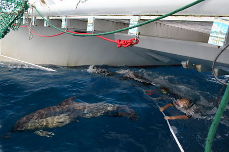 Dolphin Swim Australia - Holiday Great Ocean Road 1