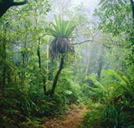 Lamington National Park and OReillys - Holiday Great Ocean Road