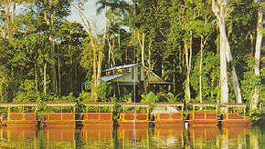 Daintree Rainforest River Trains - Holiday Great Ocean Road 3