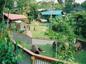 Kuranda Koala Gardens - Holiday Great Ocean Road 1