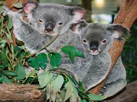 Kuranda Koala Gardens - Holiday Great Ocean Road 2