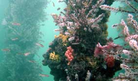 Underwater Sports Diving Centre - Holiday Great Ocean Road 2