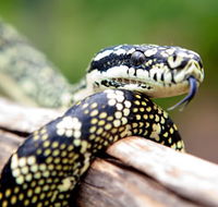 Reptile Encounters - Holiday Great Ocean Road