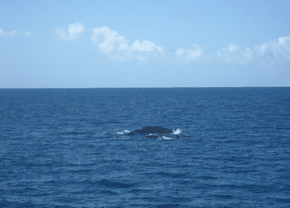Carlo Fishing Charters - Holiday Great Ocean Road 1