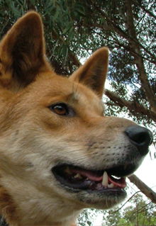 Armadale Reptile & Wildlife Centre - Holiday Great Ocean Road 5