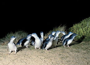 Phillip Island Penguin Parade - Holiday Great Ocean Road 3