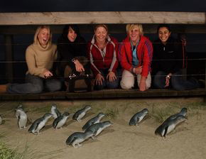 Phillip Island Penguin Parade - Holiday Great Ocean Road 4