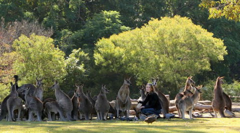 Lone Pine Koala Sanctuary - Holiday Great Ocean Road 1