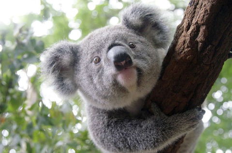 Lone Pine Koala Sanctuary - Holiday Great Ocean Road 3