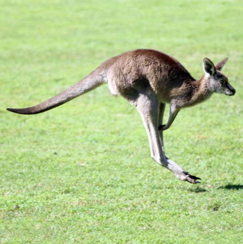 Lone Pine Koala Sanctuary - Holiday Great Ocean Road 4