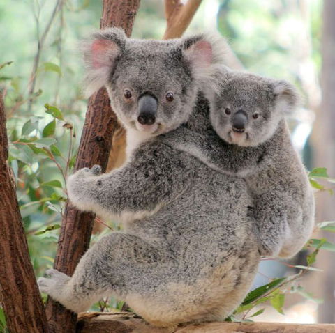 Lone Pine Koala Sanctuary - Holiday Great Ocean Road 6