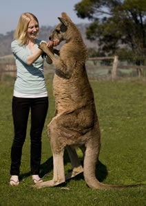 Zoo Doo Wildlife Park - Holiday Great Ocean Road 5