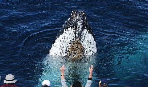 Spirit Of Gold Coast Whale Watching - Holiday Great Ocean Road 1