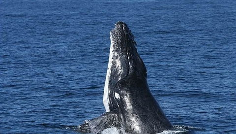 Spirit Of Gold Coast Whale Watching - Holiday Great Ocean Road 3