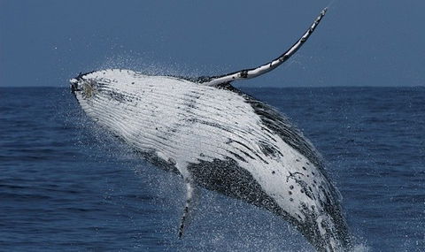 Spirit Of Gold Coast Whale Watching - Holiday Great Ocean Road 4