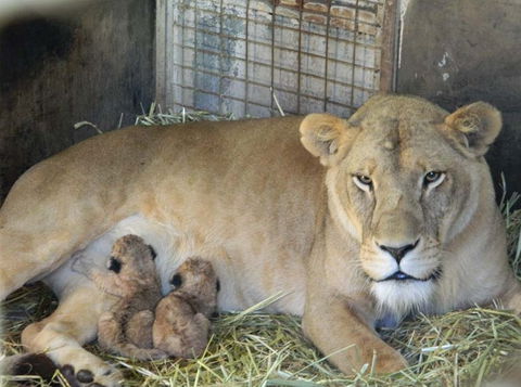 Darling Downs Zoo - Holiday Great Ocean Road 2