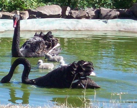 Darling Downs Zoo - Holiday Great Ocean Road 3
