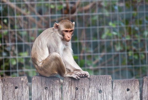 Darling Downs Zoo - Holiday Great Ocean Road 5