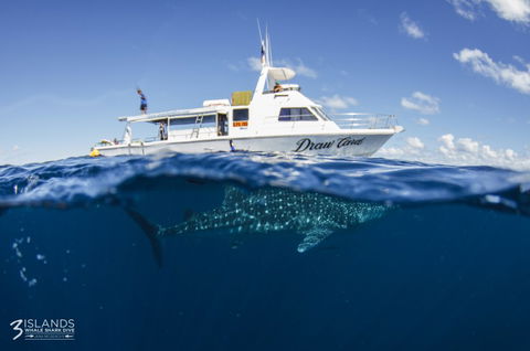 Three Islands Whale Shark Dive - Holiday Great Ocean Road 4
