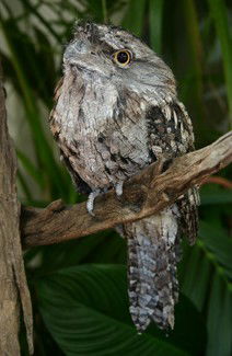 Currumbin Wildlife Sanctuary - Holiday Great Ocean Road 2