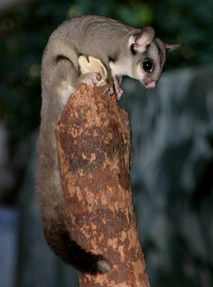 Currumbin Wildlife Sanctuary - Holiday Great Ocean Road 3